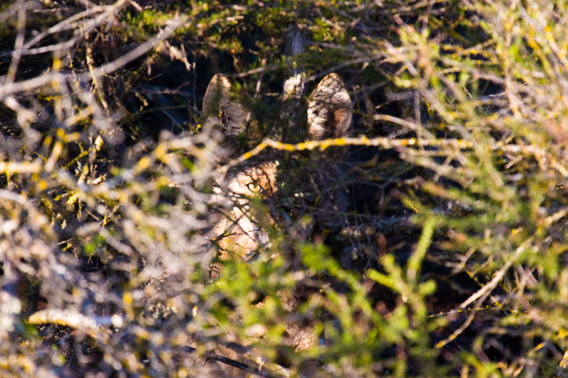 Coyote In Brush